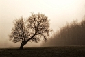 001 Baum IMG_2725 Kopie